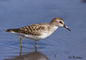 Calidris minutilla